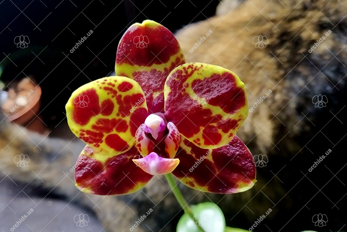 Phalaenopsis GW Green World (S-509).jpg