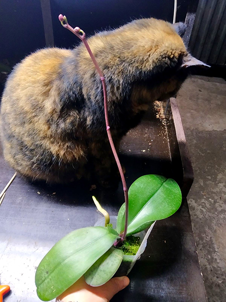 Phalaenopsis (schilleriana x Sogo Dorthy) (MC).jpg