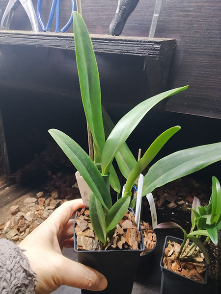 Cattleya percivaliana tipo 'Caio' (Alberts x Aniel).jpg