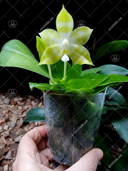 Phalaenopsis Tzu Chiang Tetralitz x Mituo Reflex Dragon.jpg