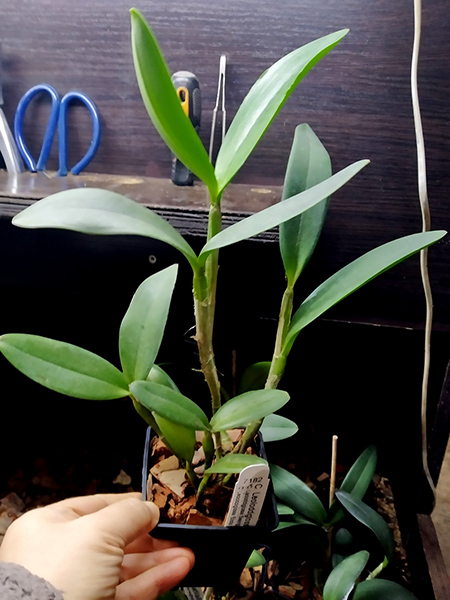 Cattleya Leoloddiglossa coerulea.jpg