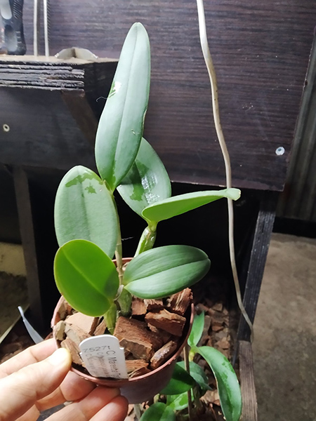 Cattleya Mareeba Tiger f coerulea.jpg