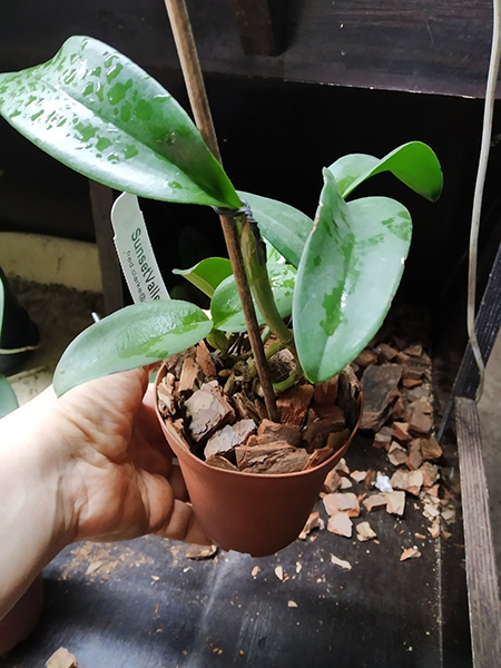 Cattleya leopoldii 'SVO Dark Wonder 4N' 3553 x leopoldii 'SVO Prince 4N' 4097.jpg