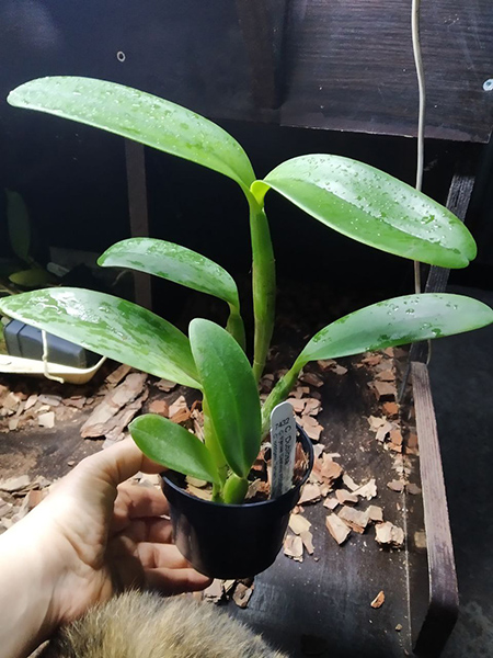 Cattleya Dubiosa.jpg