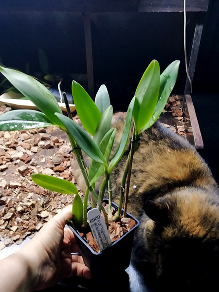 Potinara Naomi's Delight.jpg