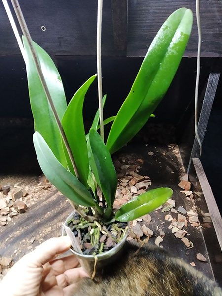 Rhyncholaeliocattleya Orpheus (Brassavola glauca x Cattleya trianae).jpg