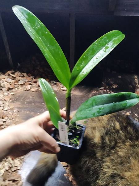 Cattleya iricolor x forbesii.jpg