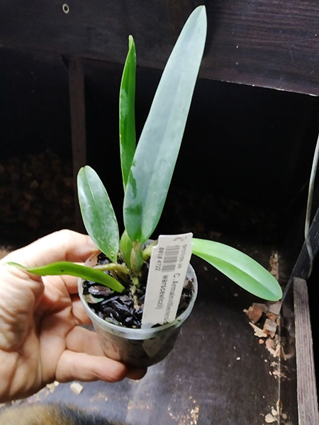 Cattleya Armainvillierensis (mendelii x warscewiczii).jpg