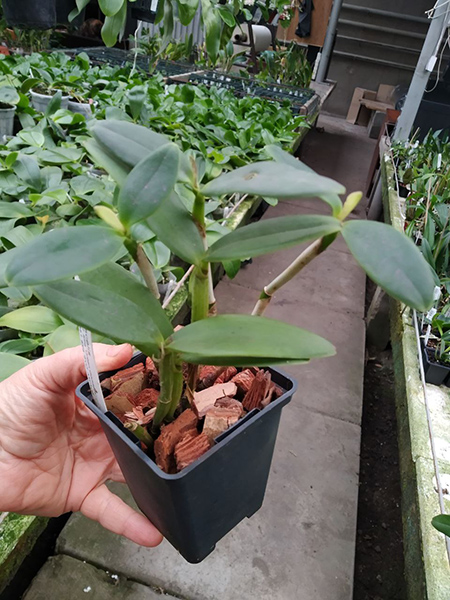 Cattleya Fascelis.jpg