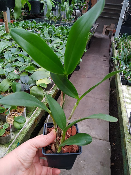 Cattleya Mark Jones 'Lance' 4N x Cattleya Caudebec 'Linwood' 4N.jpg
