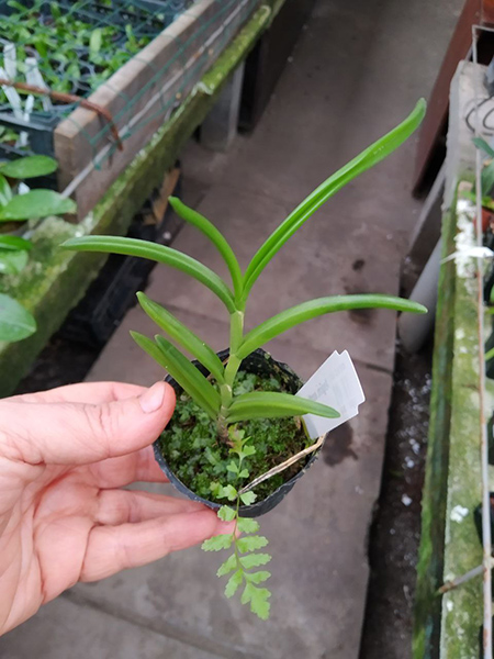 Angraecum scottianum.jpg