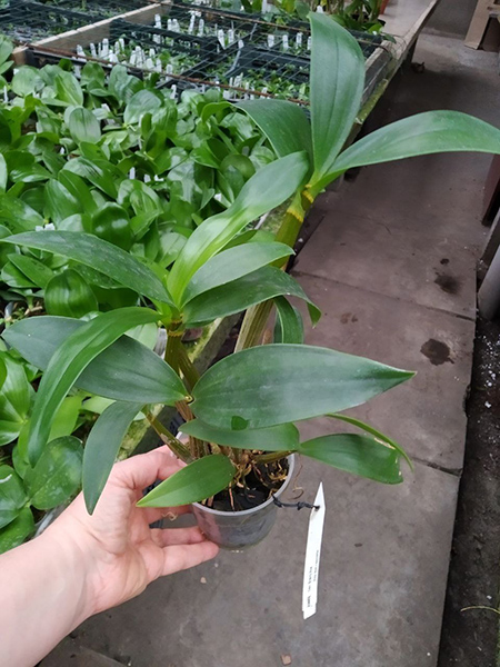 Dendrobium Sherry Abe (Peter Shen x spectabile).jpg