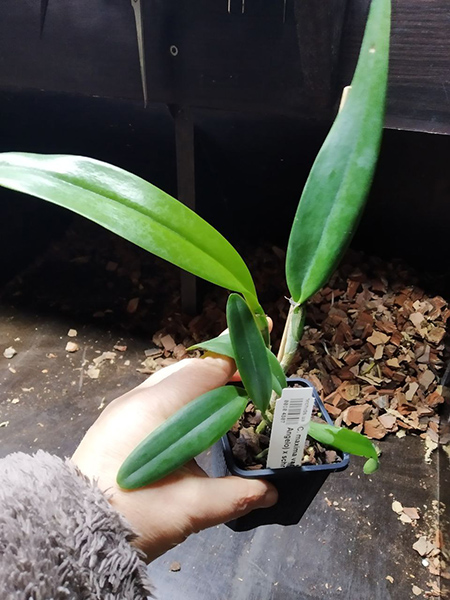 Cattleya maxima var coerulea (Gigi x Angelo) x schroederae.jpg