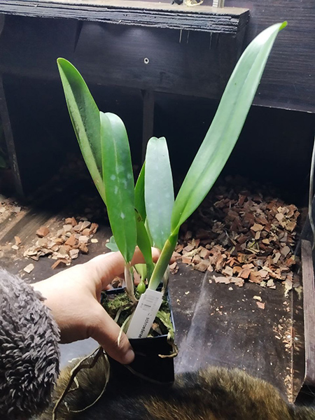 Cattleya schroederae 'Popayan' x self.jpg