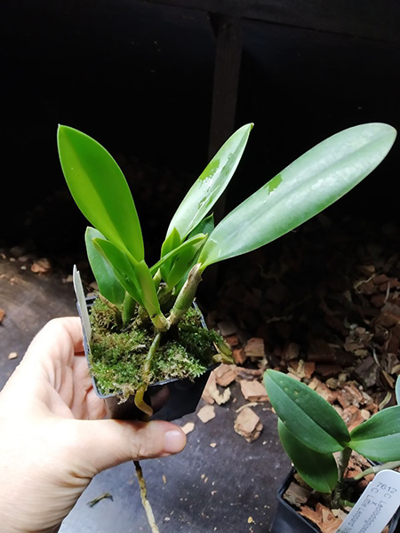 Laelia jongheana alba x self.jpg