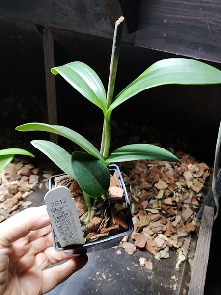 Cattleya Leoloddiglossa coerulea 'SVO Speckled Blue' x Cattleya Little Leopard coerulea 'Nite Shade'.jpg