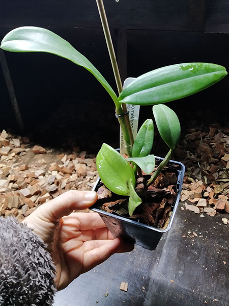 Cattleya Something Else coerulea.jpg