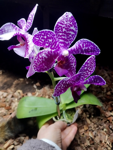 Phalaenopsis Mituo Gigan Dragon 'Dragon' x Mituo Sunrise.jpg