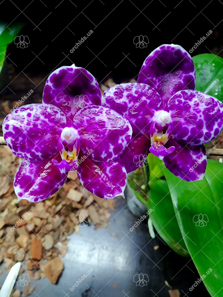 Phalaenopsis Mituo Diamond 'White Python'.jpg