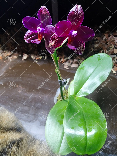 Phalaenopsis Mituo King 'K-Gold'.jpg