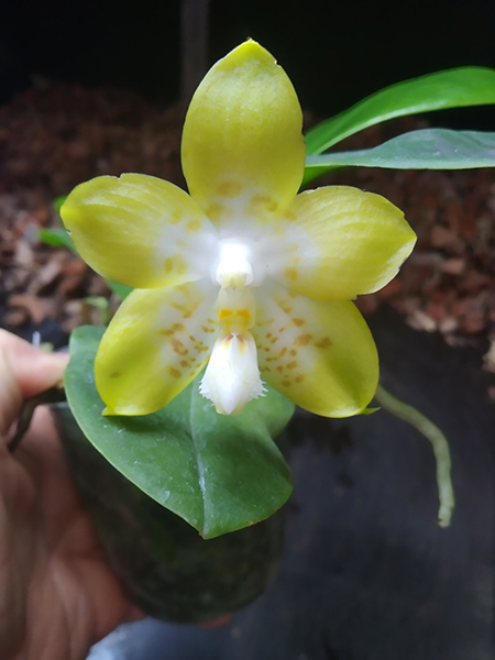 Phalaenopsis (Yaphon Yellow Bloom x Chang Maw Jade).jpg