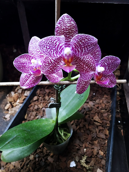 Phalaenopsis Mituo Gigan Dragon 'Dragon' x Mituo Sunrise.jpg