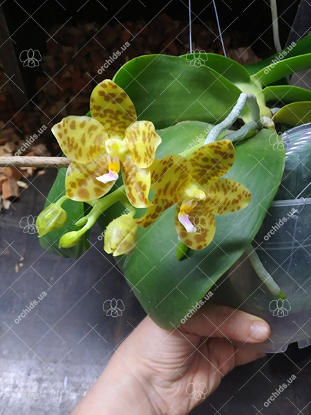 Phalaenopsis Lyndon Waltz x gigantea alba 'Tai Wei'.jpg