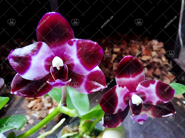 Phalaenopsis Mituo Reflex DD 'Black Tiger'.jpg