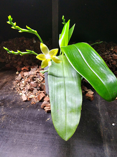 Phalaenopsis Yaphon Goodness (Yaphon Gem 'Yaphon' x amboinensis flava).jpg