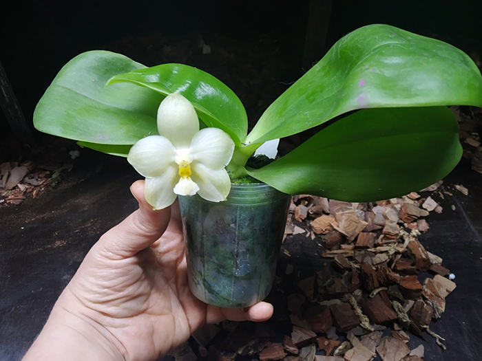Phalaenopsis (Chang Maw Jade x Yaphon Lover).jpg