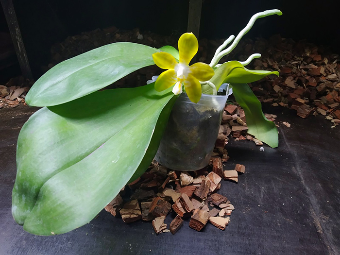 Phalaenopsis Yaphon 'Yellow Bomb' x Gelblieber flava.jpg