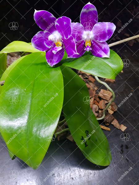 Phalaenopsis Mituo Golden Tiger 'Red Dragon'.jpg
