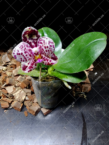 Phalaenopsis Mituo Diamond 'Cluster'.jpg