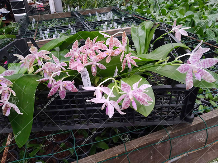 Phalaenopsis hieroglyphica.jpg