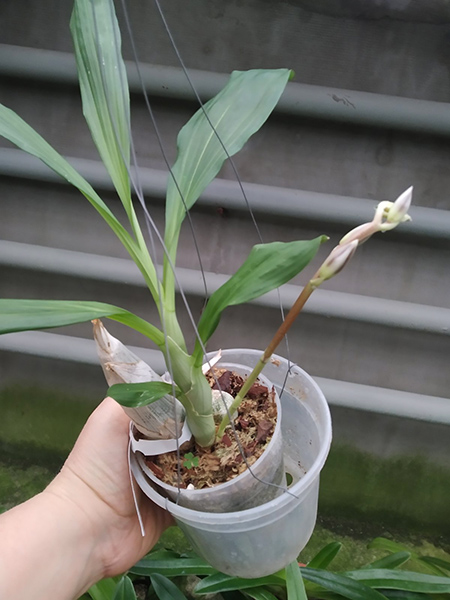 Catasetum (Stephen Moffitt x Alexis Pardo).jpg