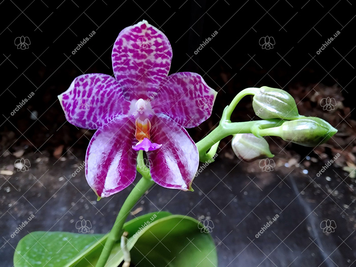 Phalaenopsis Mainshow Tiger (cross plants).jpg