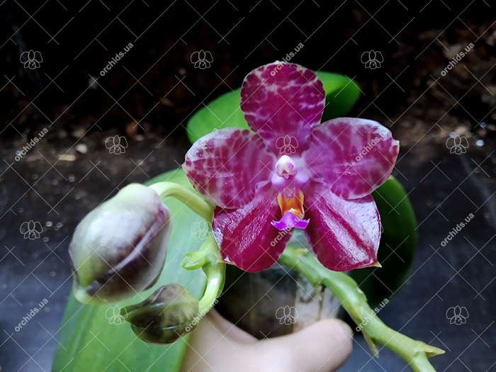 Phalaenopsis Mainshow Tiger (cross plants).jpg