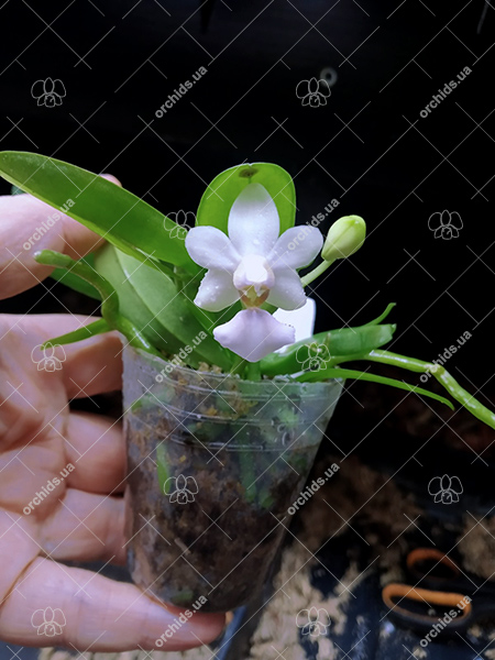 Phalaenopsis Evarise Blue Angel 'Purple Halo'.jpg