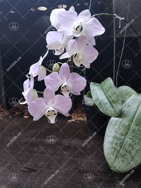 Phalaenopsis sanderiana.jpg