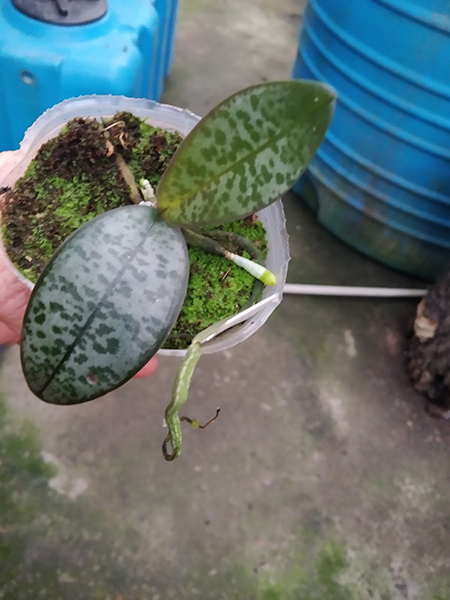 Phalaenopsis schilleriana Mainshow.jpg