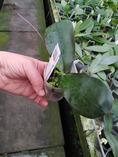 Phalaenopsis schilleriana 4N.jpg