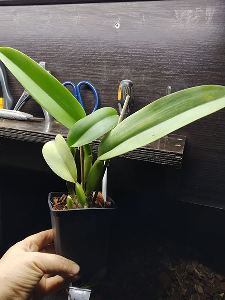 Cattleya warneri albescens 'Santa Teresa' x self.jpg