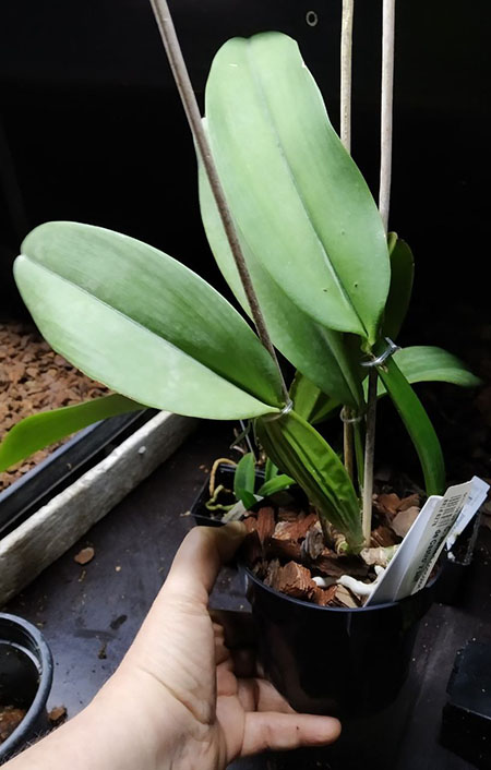 Cattleya warneri concolor 'Jose Dias de Castro' x self.jpg