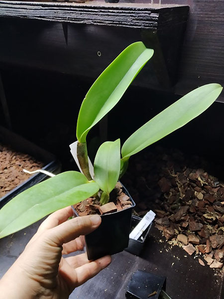 Cattleya warneri albescens 'Caliman' x self.jpg