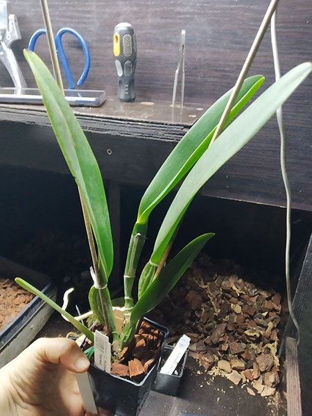 Cattleya mossiae semi-alba 'Blanca' x 'Mariela'.jpg