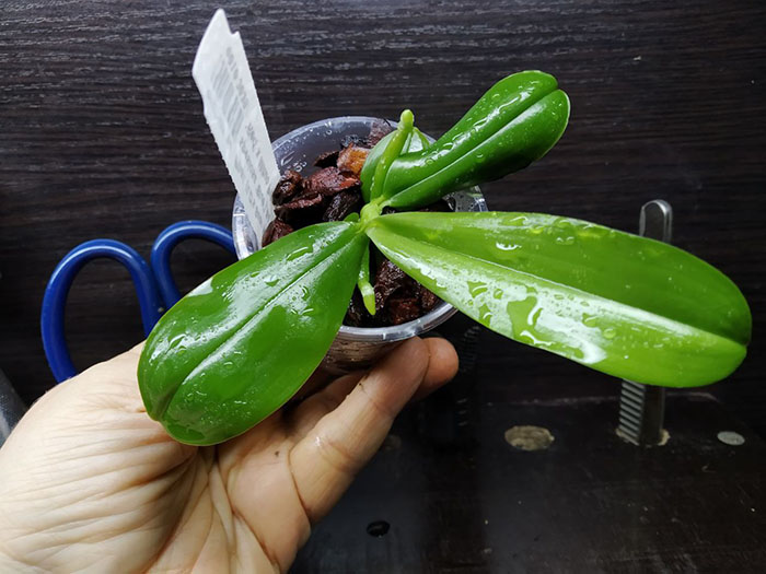 Phalaenopsis (LD's Bear King 'YK-10' x spesiosa 'Blue') #4 x (LD Bellina Eagle 'Red' x Mituo Princess 'YR') #3.jpg