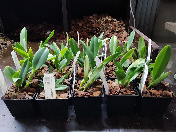 Laelia jongheana alba x self.jpg