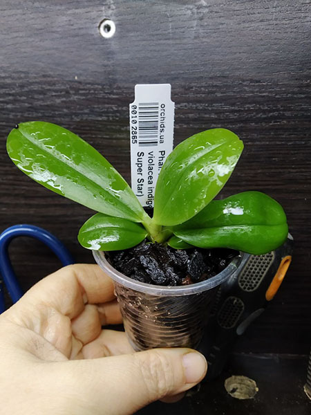 Phalaenopsis Mituo GH King Star #24 x (violacea indigo x (violacea x Su-An Super Star)).jpg