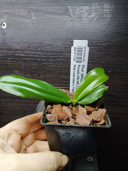 Phalaenopsis (Mituo Reflex Dragon x LD Purple 3S) #2 x (lueddemanniana fma coerulea x Yaphon The Hulk) #1.jpg