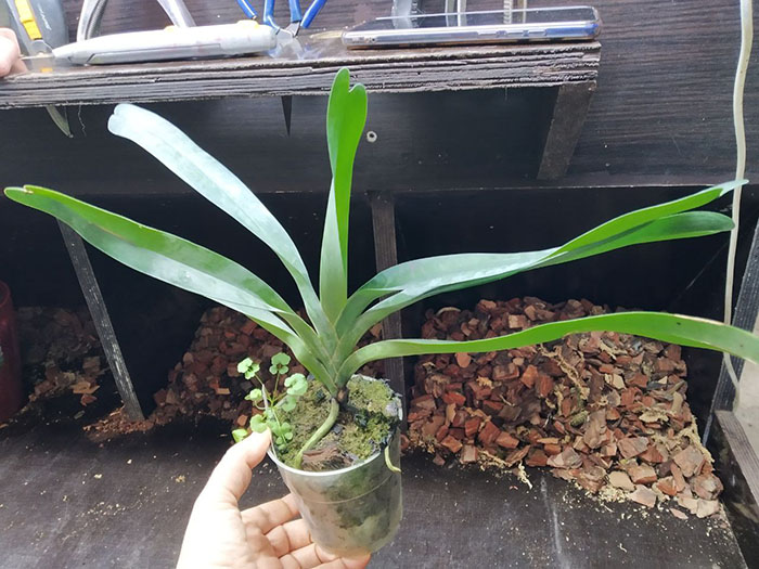 Angraecum sesquipedale 'Valerie' x self.jpg